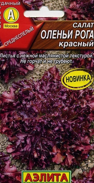 ����� ������ ���� �������