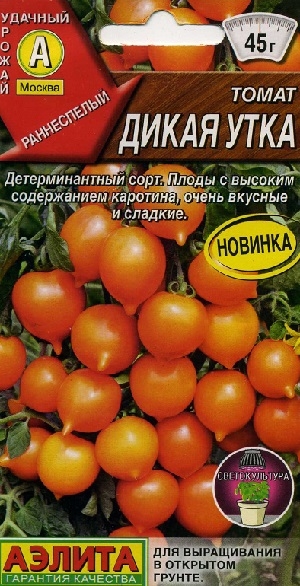 ����� ����� ����