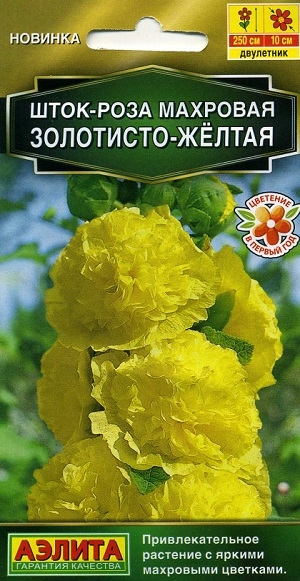 ����-���� �������� ���������-�����