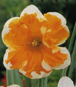  Kebol,  -   2008