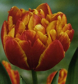  Kebol,  -   2008