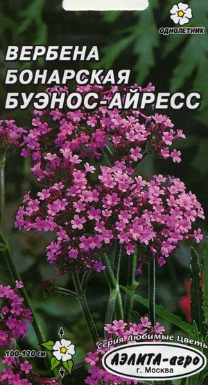 Как выглядят семена вербены бонарской фото
