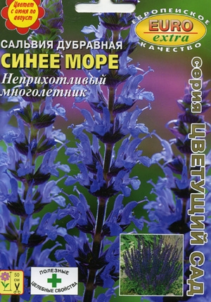 Как выглядят семена шалфея дубравного фото
