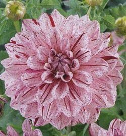 Георгин Принц Карнавал, декоративный пестрый