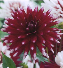 Георгин Ребекка Ворлд, декоративный