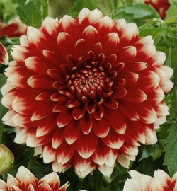 Георгин Ред энд Вайт Фубуки, орхидеевидный