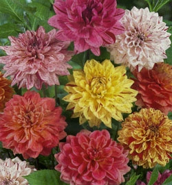 Георгин Рембрандт, смесь, орхидеевидный, пестрый