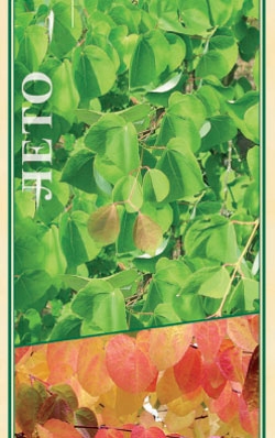 Багрянник японский